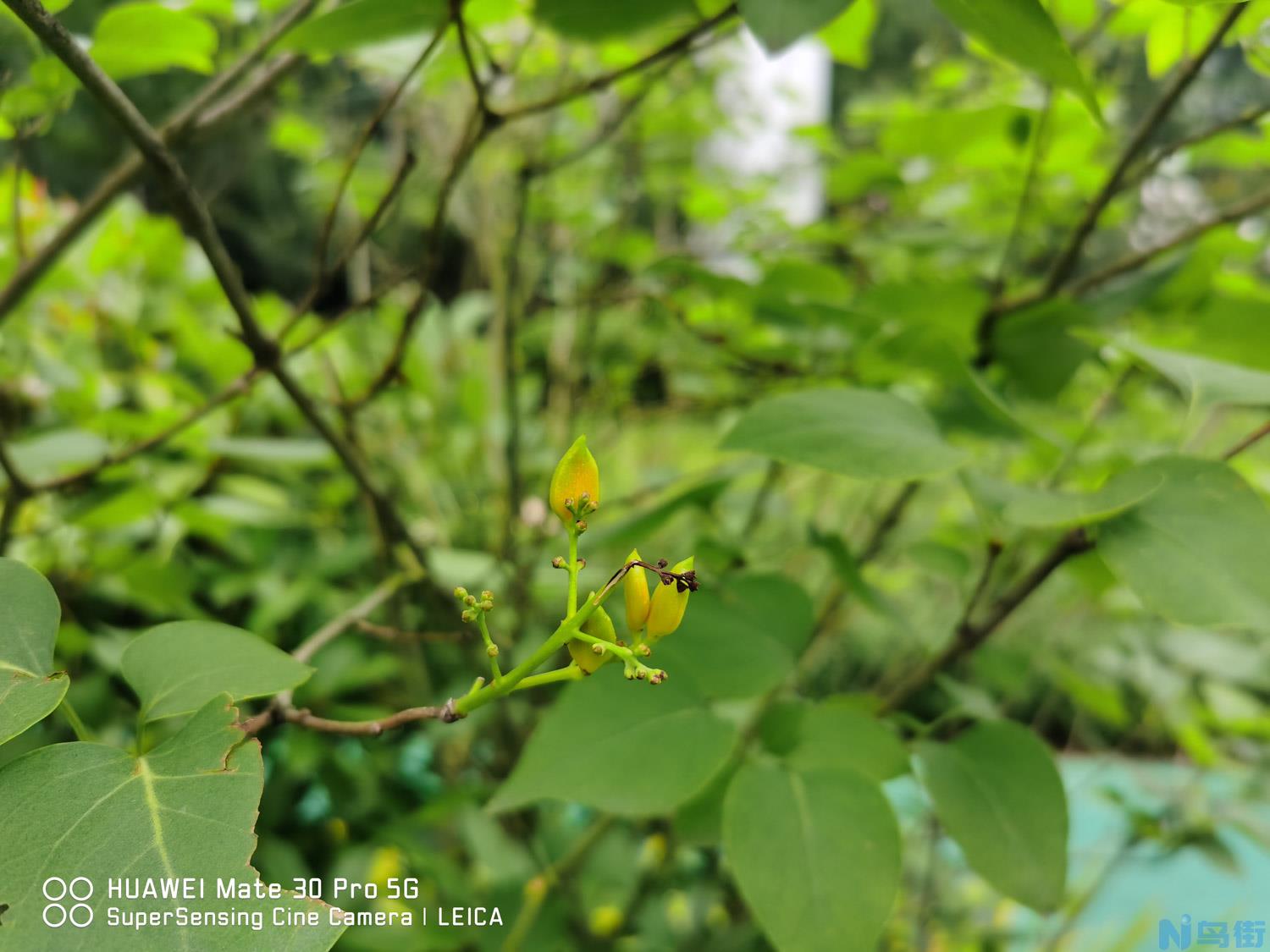 丁香花繁殖方法有哪些，丁香花好养吗？