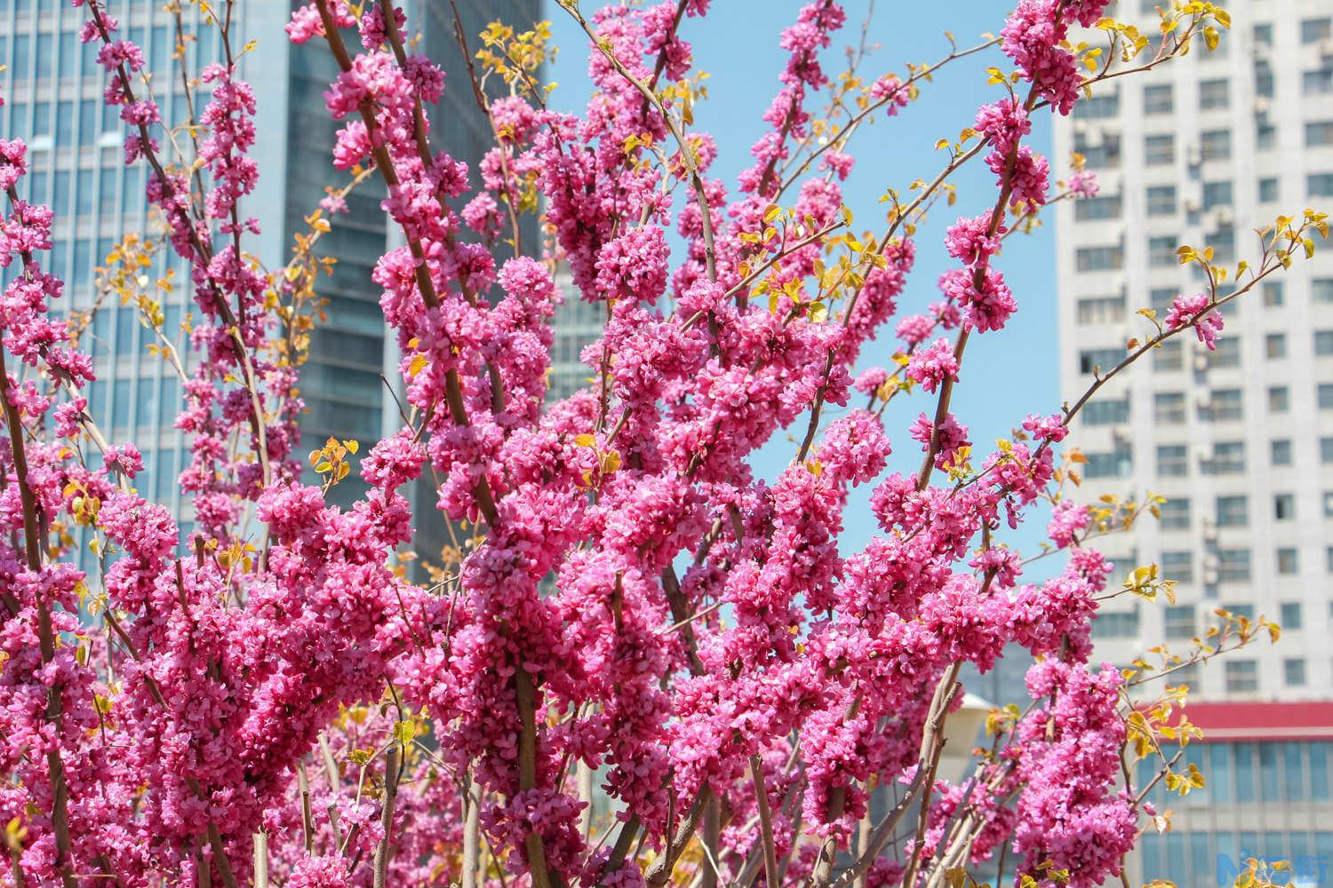 宁波适合养什么花，市花和市树是什么？