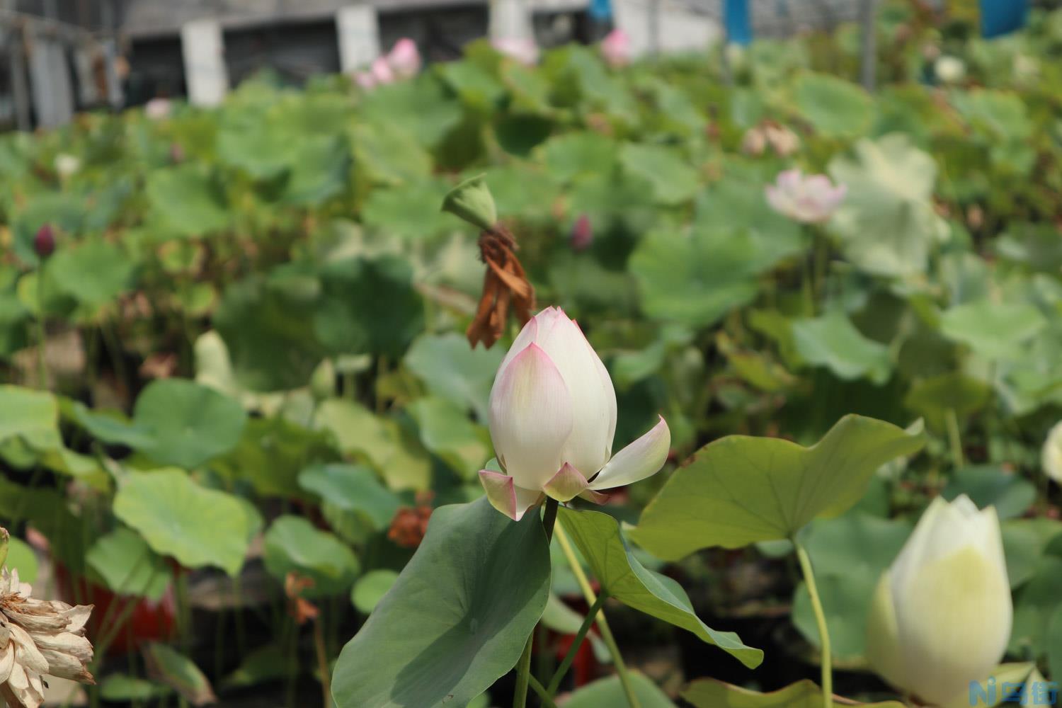 荷花的特点是什么，荷花的样子？