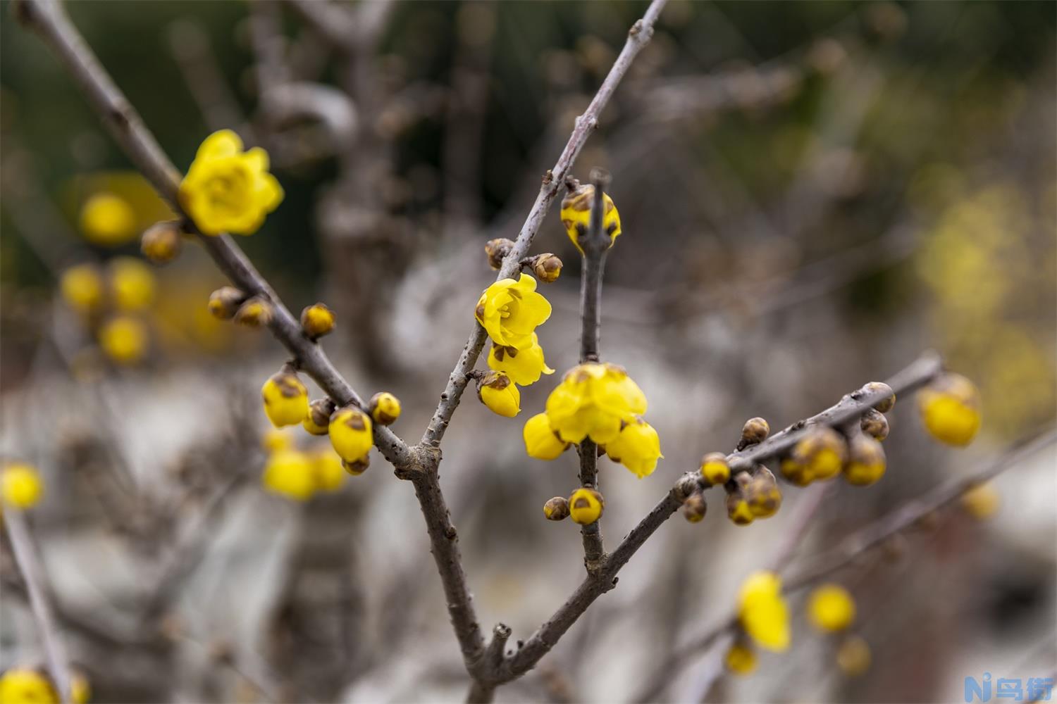 苏州适合养什么花，市花和市树是什么？