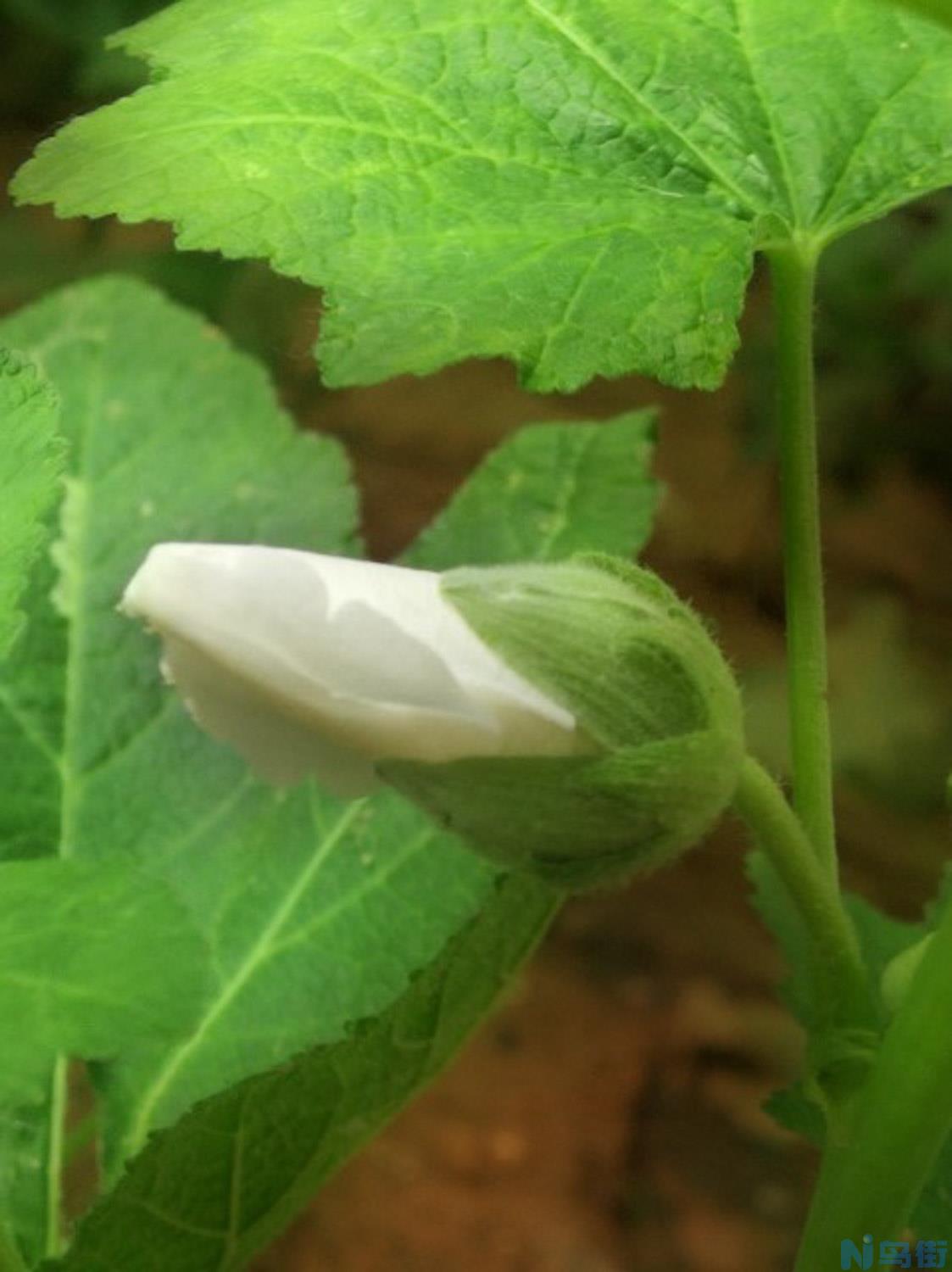 蜀葵的花语和寓意，有什么传说故事？