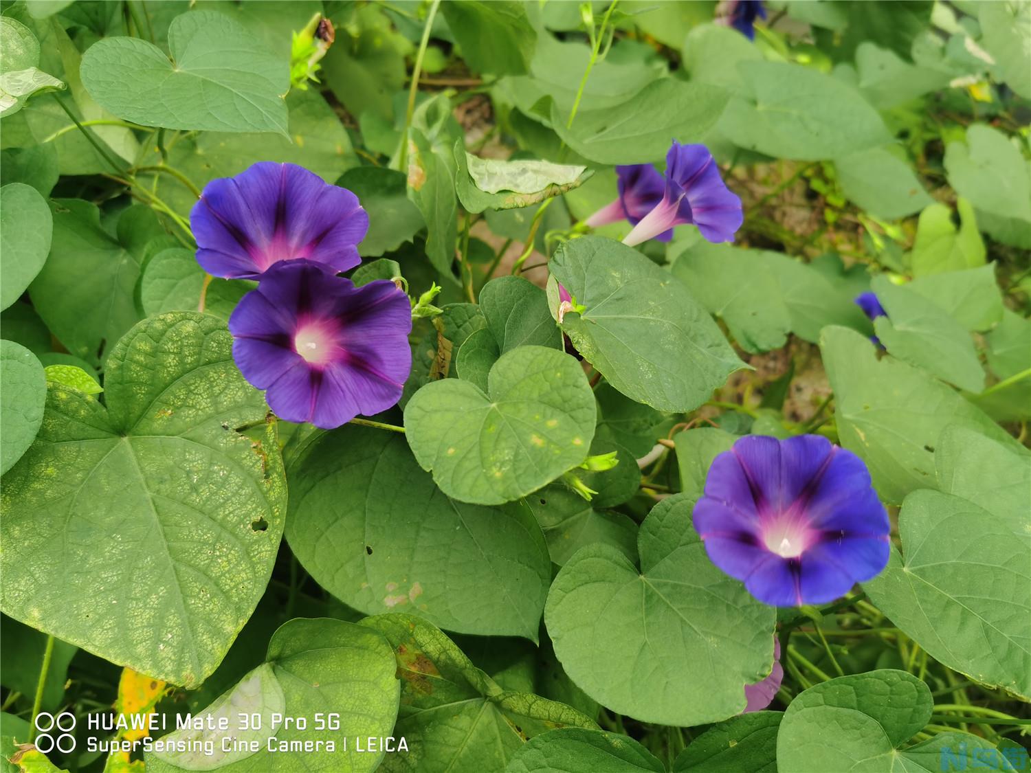 牵牛花靠什么传播种子？