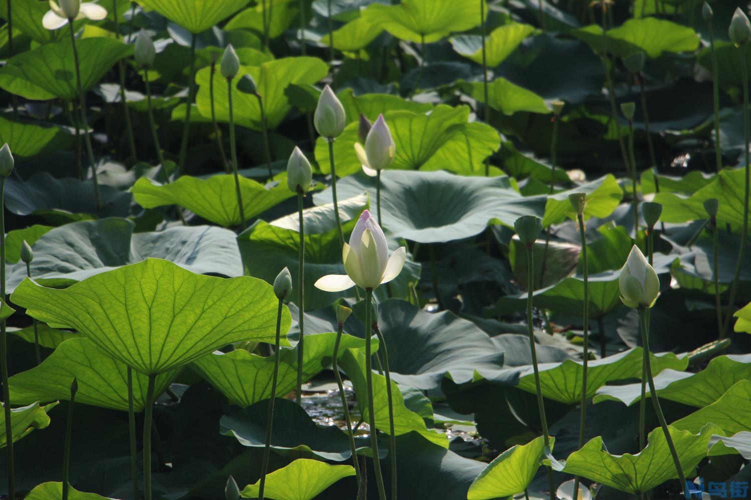 莲花简介，莲花有毒吗？