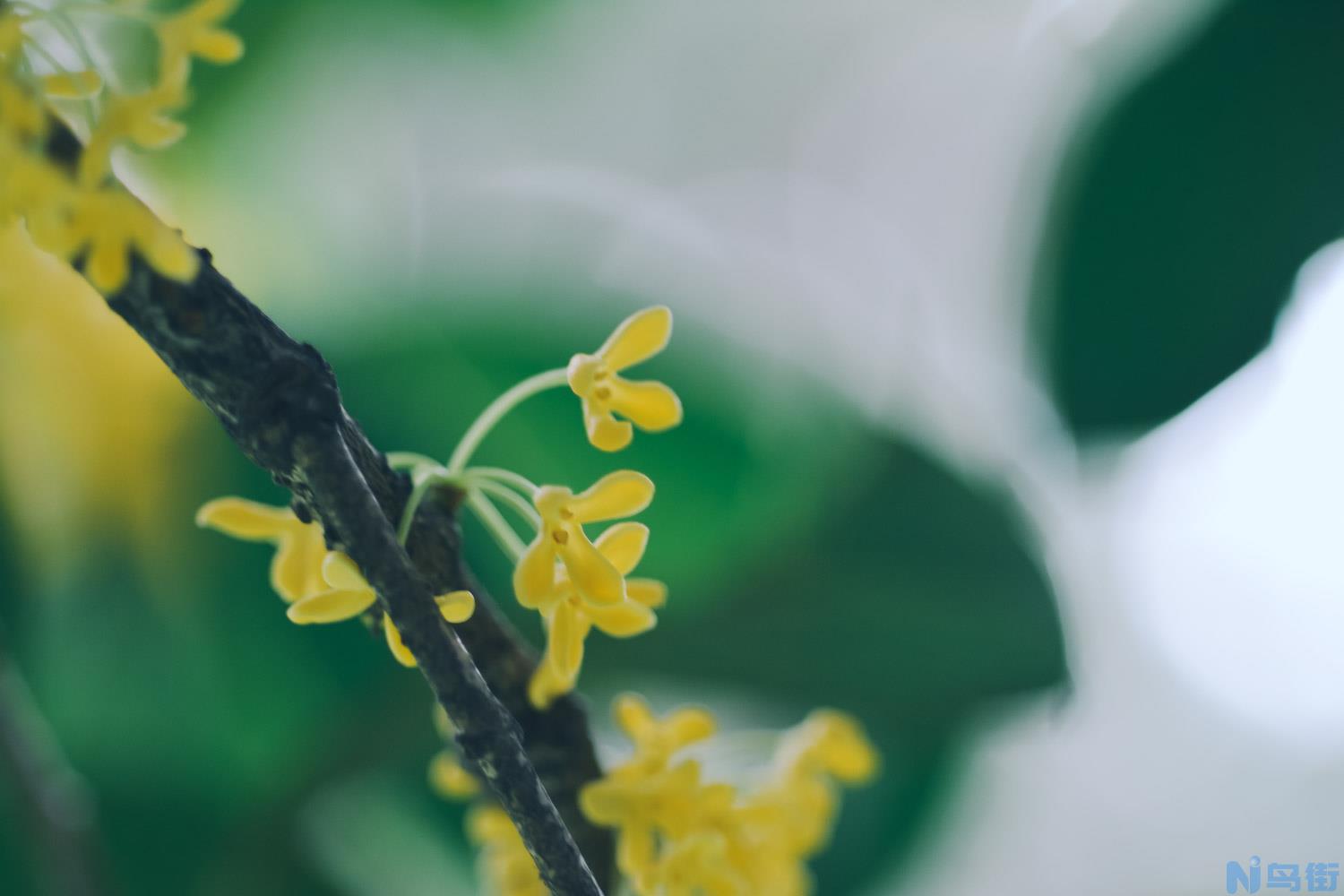 温州适合养什么花，市花和市树是什么？