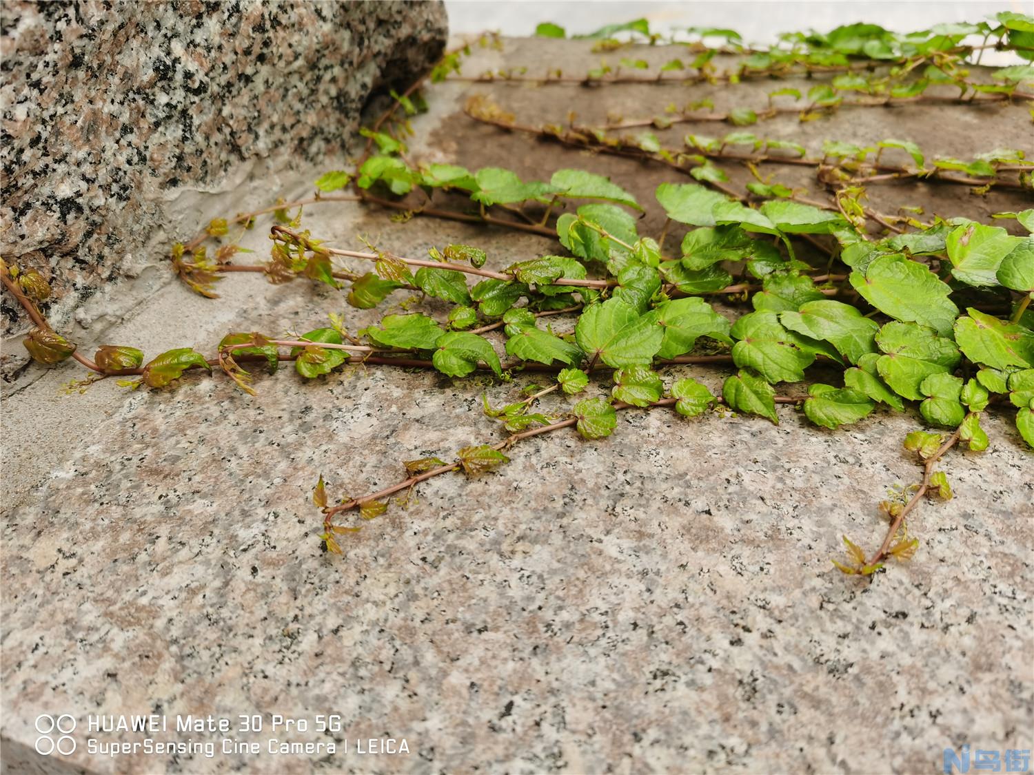 爬山虎是草本植物还是木本植物，适合在室内养吗？