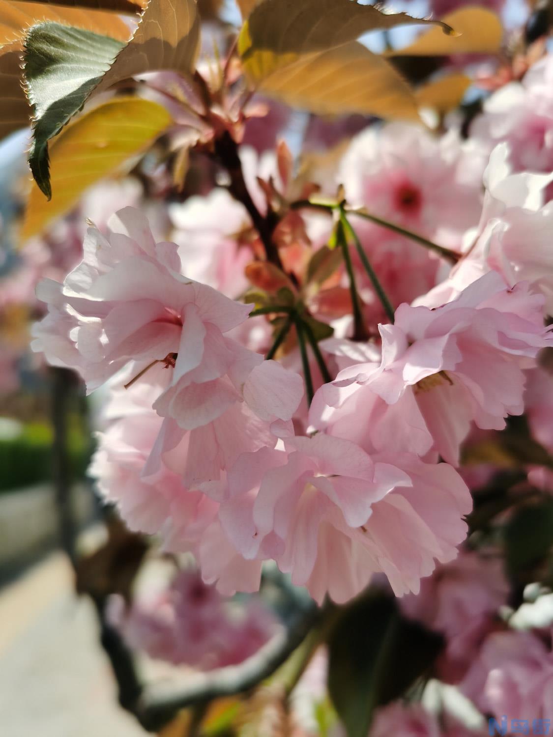 无锡适合养什么花，市花和市树是什么？