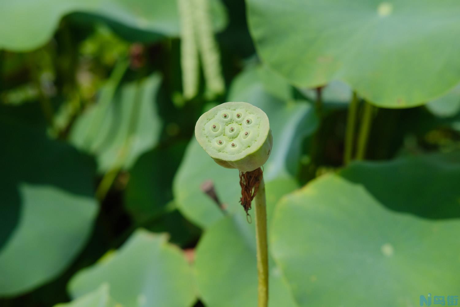 荷花简介，荷花是什么季节开的？