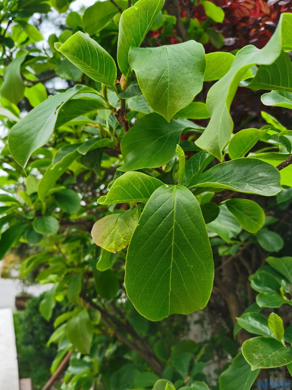 荷花玉兰的养殖方法和注意事项有哪些？