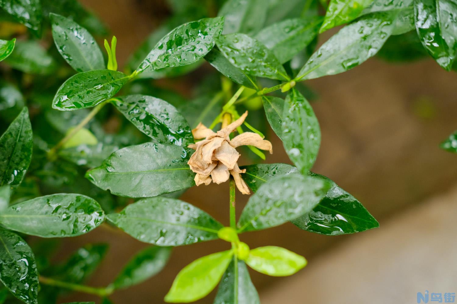 立夏代表性植物是什么？