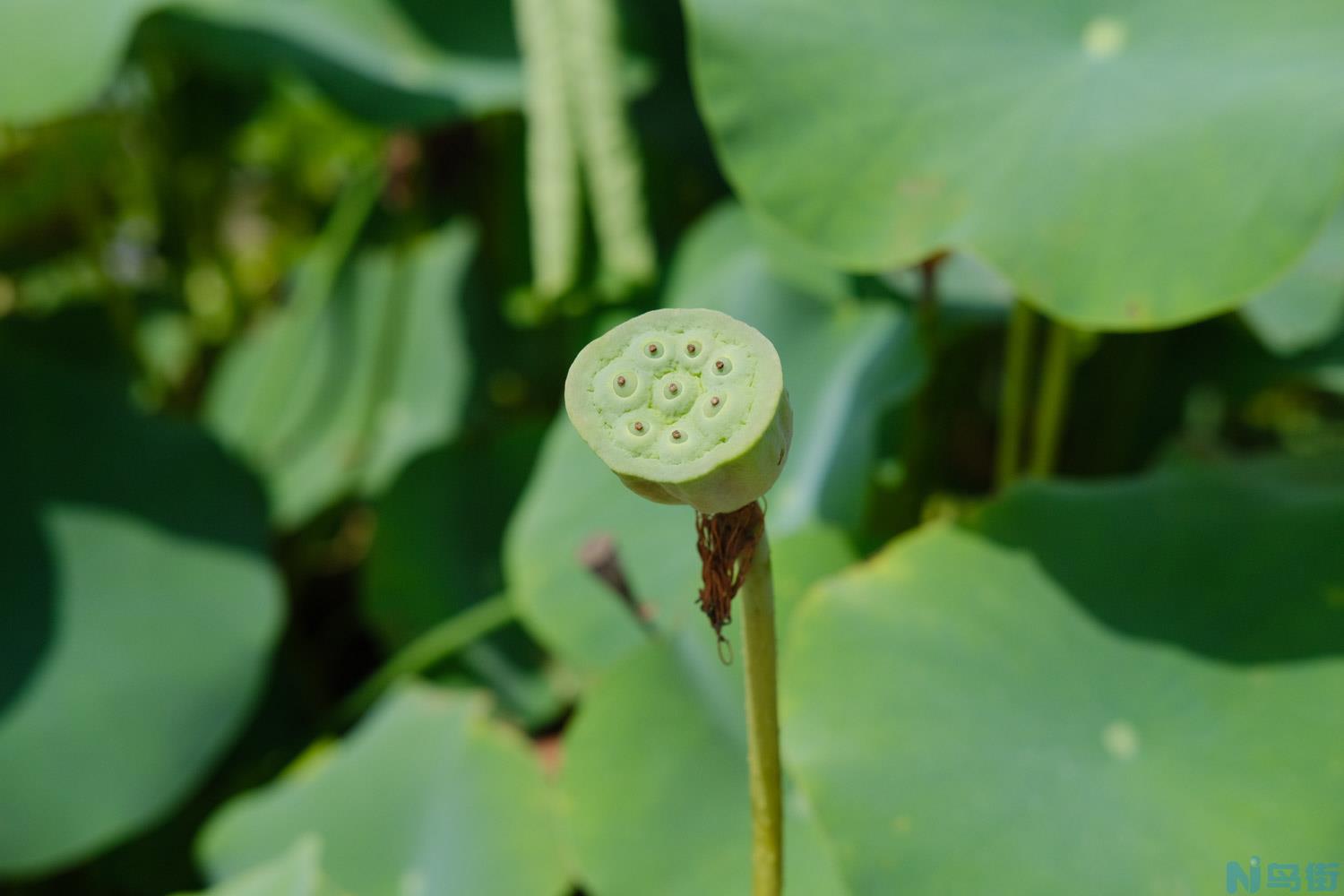 荷花能长出藕吗，荷花的介绍？