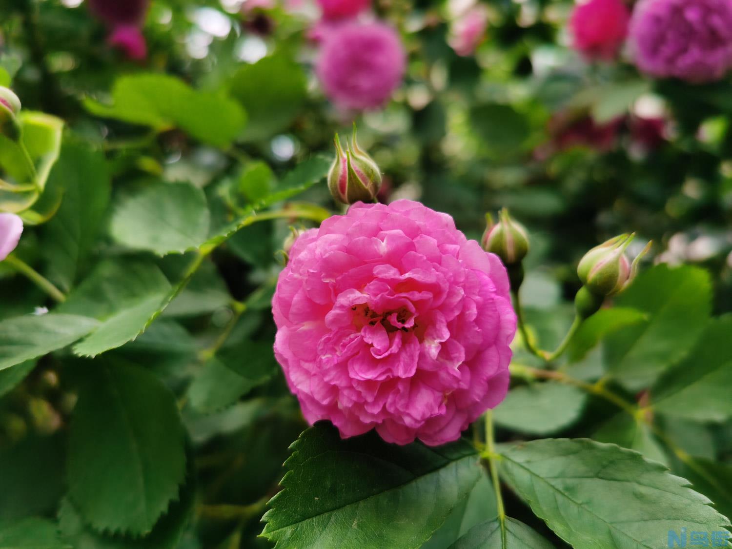 南阳适合养什么花，市花和市树是什么？