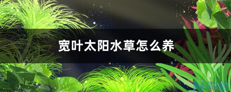 宽叶太阳水草好养吗