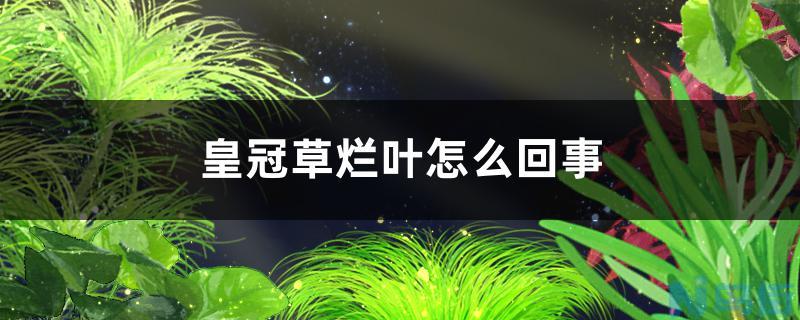 皇冠草烂叶是怎么回事？