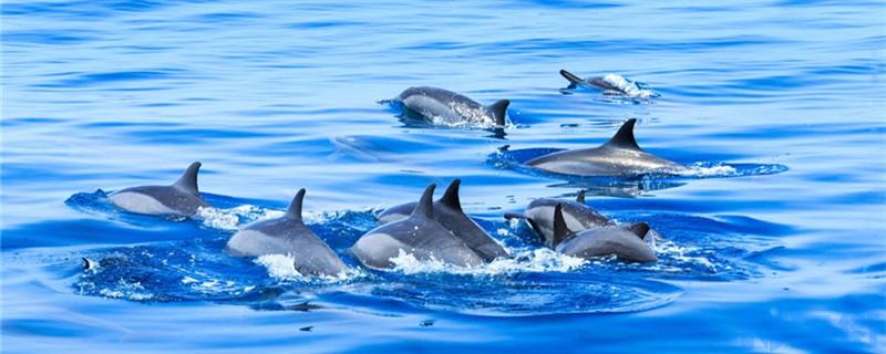 海豚是淡水生物吗