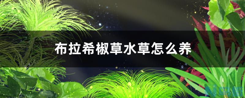 布拉希椒草水草好养吗