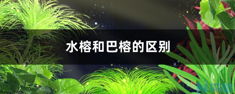 水榕和巴榕的区别是什么