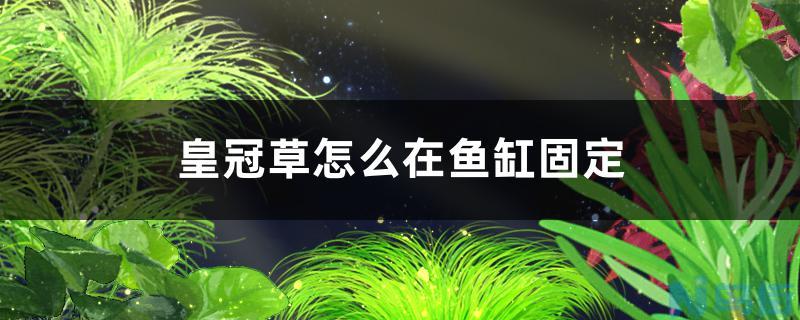 皇冠草怎么在鱼缸固定