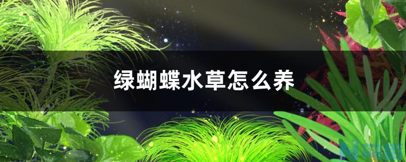 绿蝴蝶水草好养吗