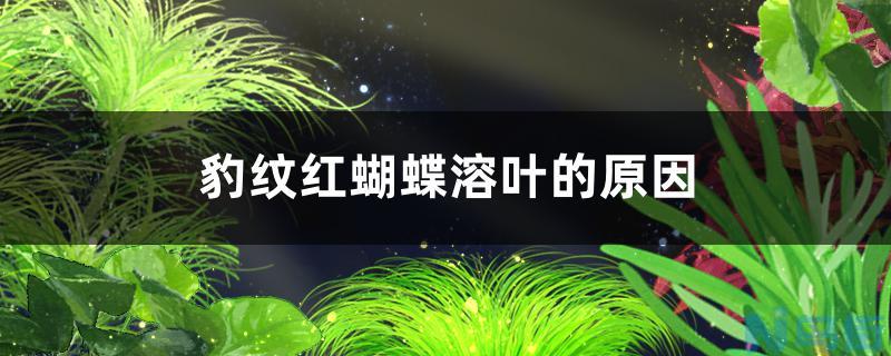 豹纹红蝴蝶溶叶的原因