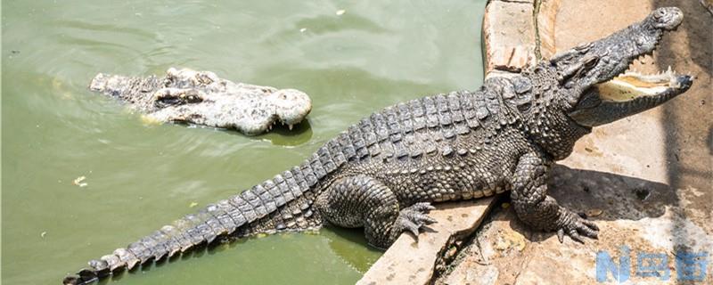 鳄鱼能打过水獭吗？