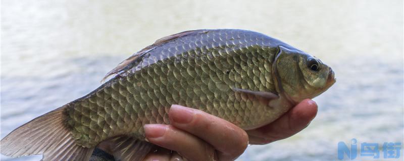 钓鲫鱼用什么饵料最好