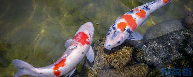 锦鲤鱼掉鳞片烂肉什么原因？