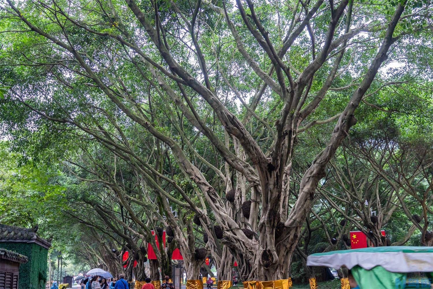 榕树盆景怎么嫁接？