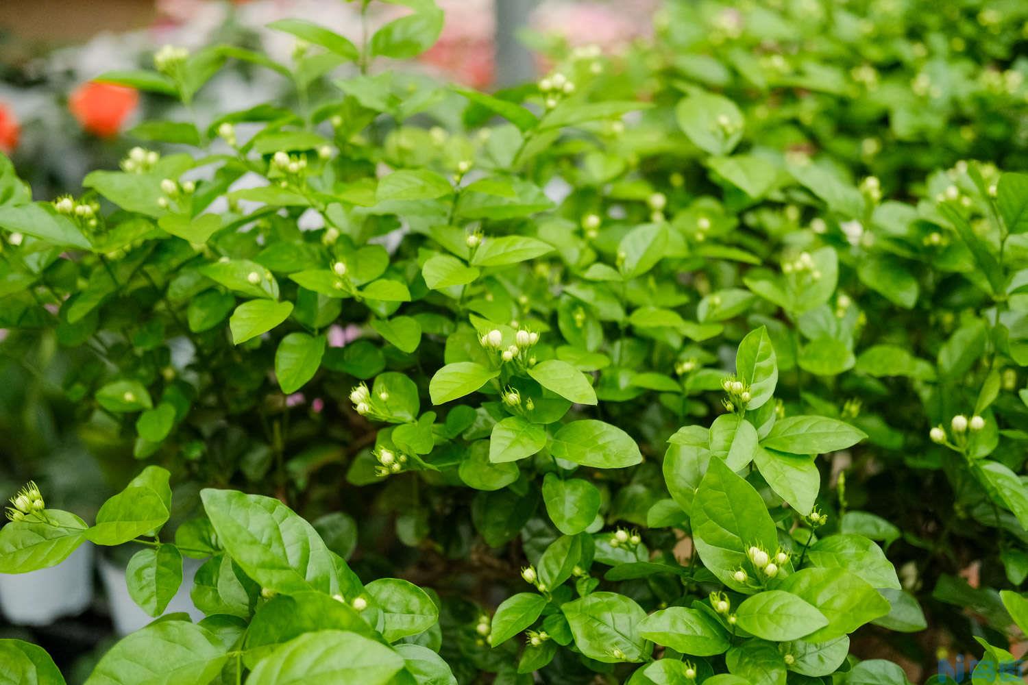 茉莉花如何移栽？