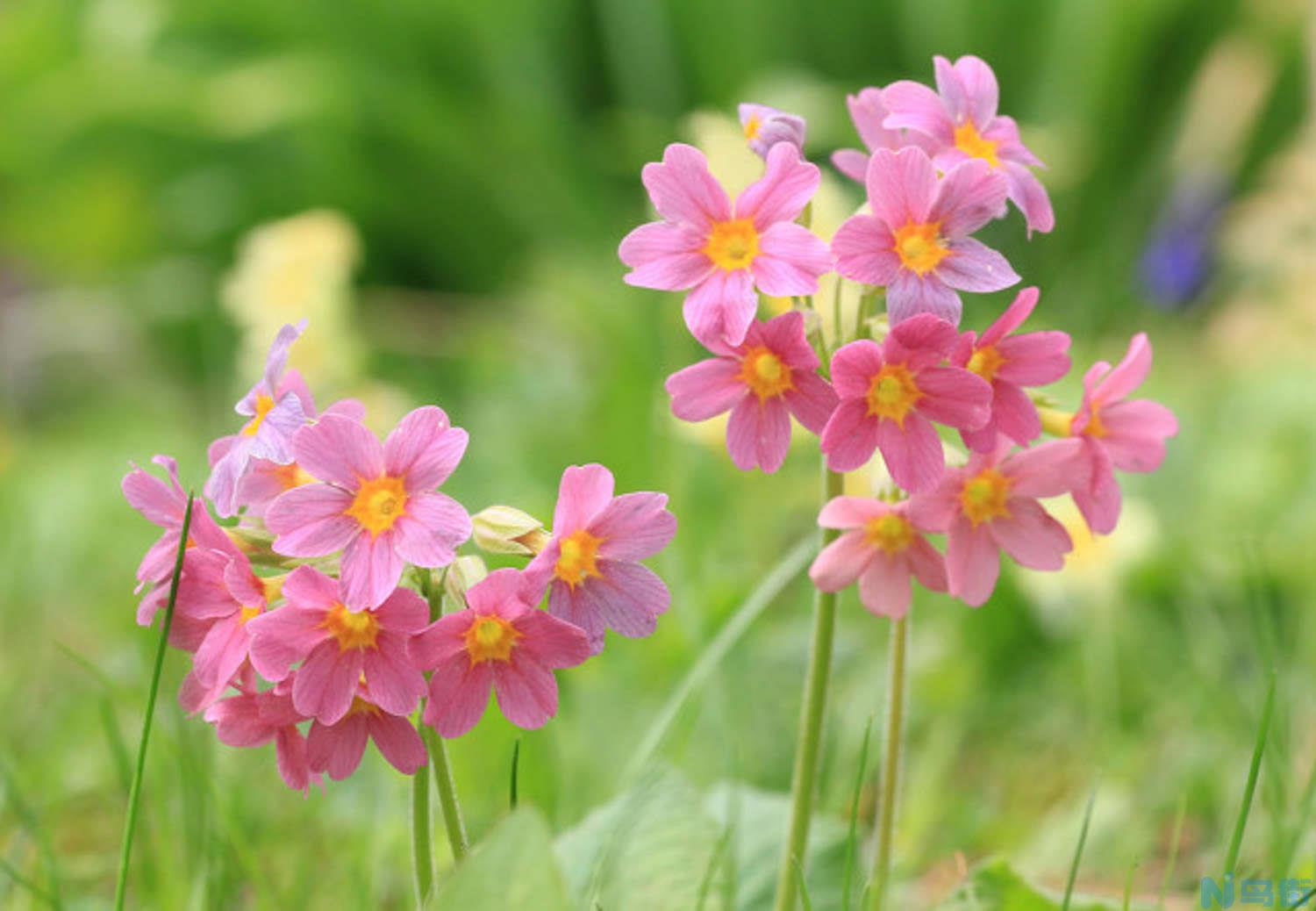 怎样控制报春花的花期？