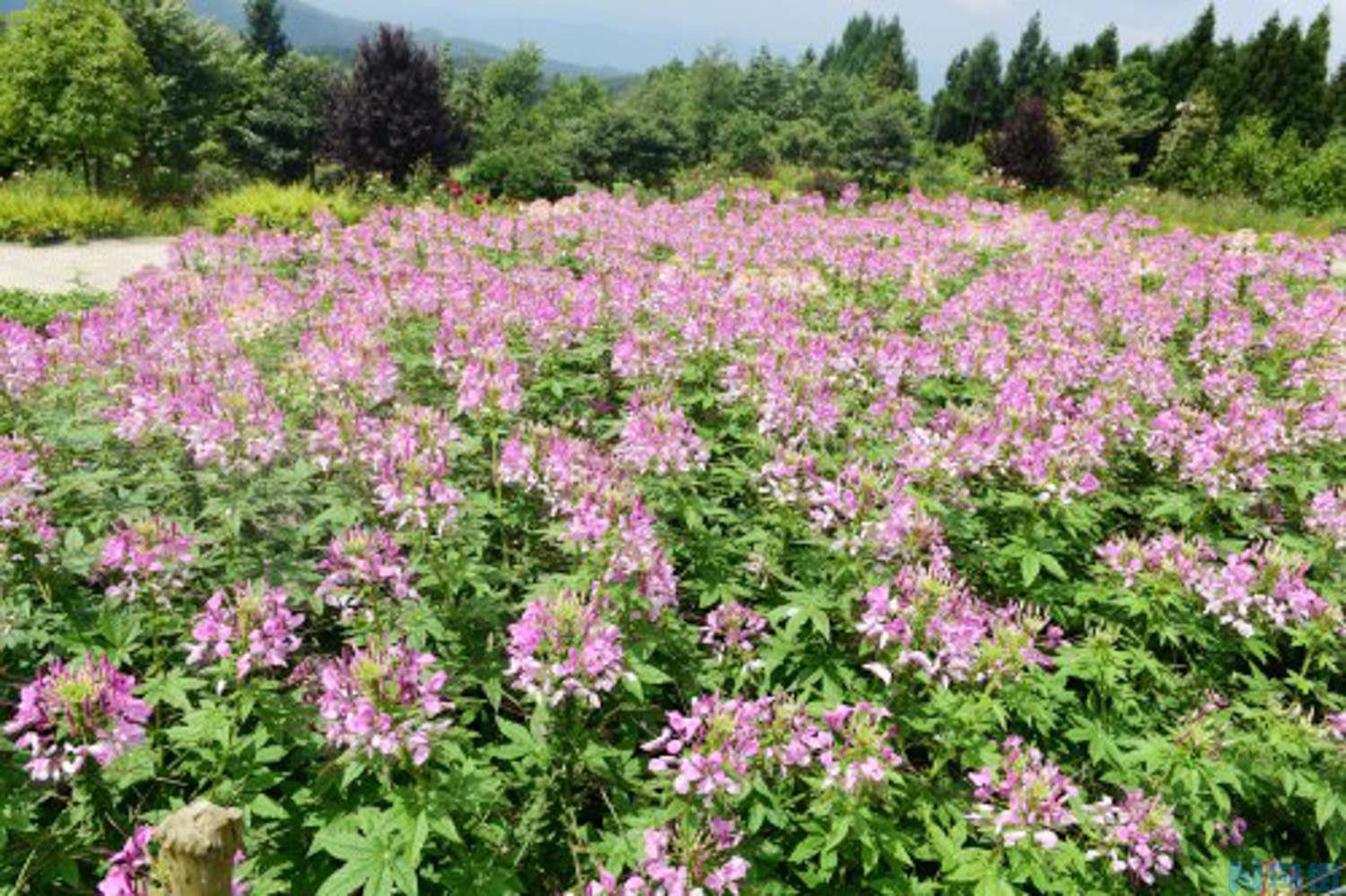 醉蝶花什么时候播种？