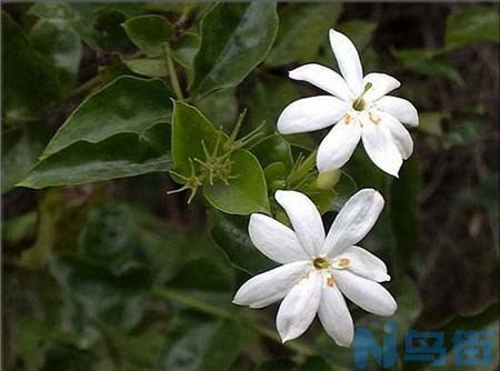 毛茉莉和茉莉花的区别