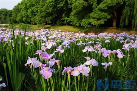 花菖蒲和菖蒲的区别