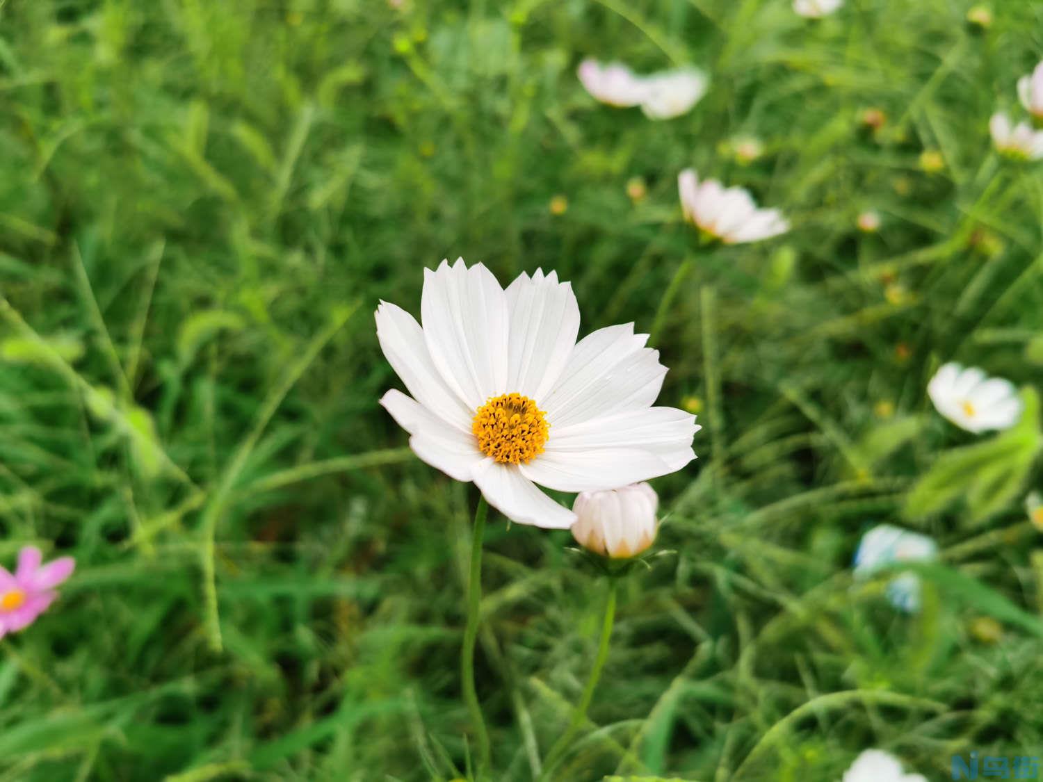 波斯菊怎么繁殖？