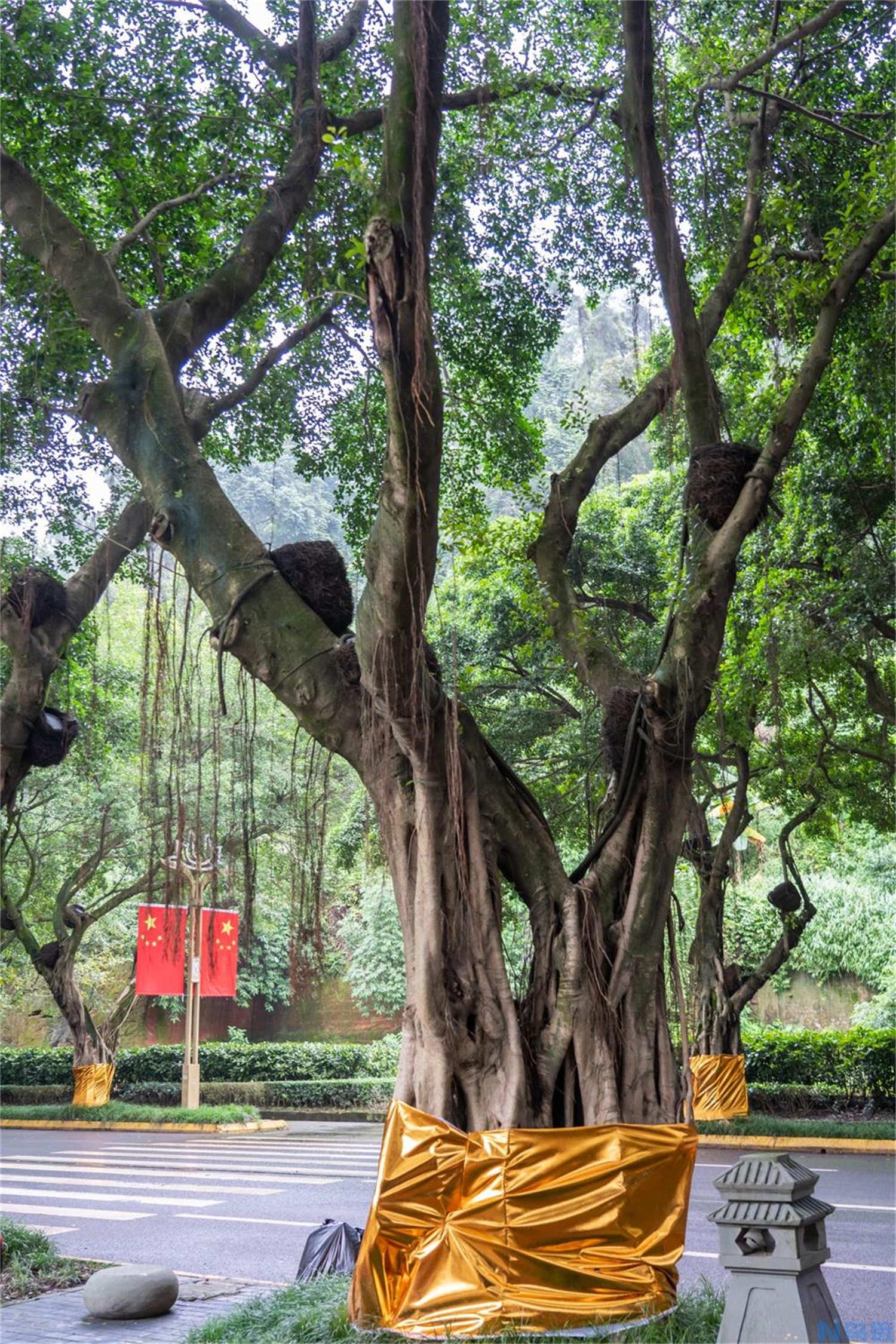 榕树盆景怎么翻盆？