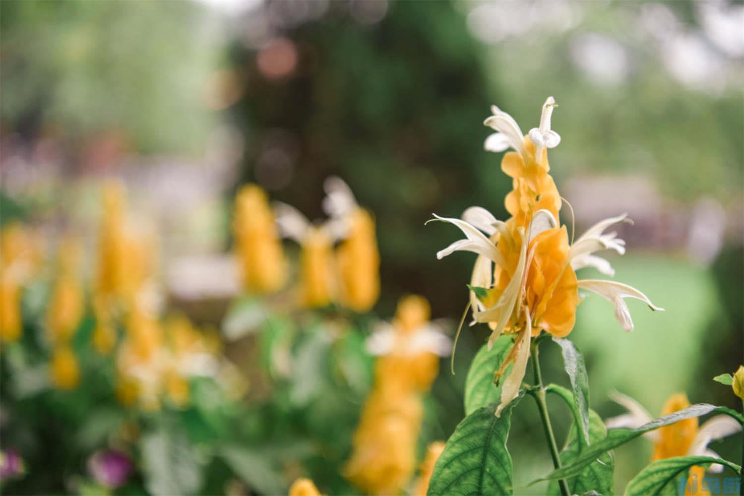 怎样让金苞花四季开花？