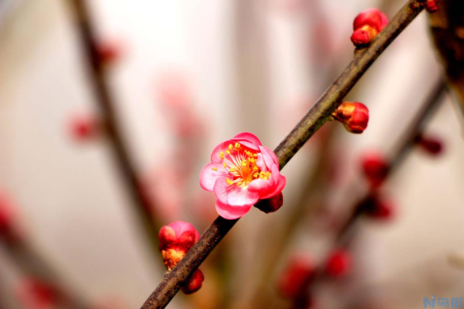 怎么让一株梅花开出两种颜色？