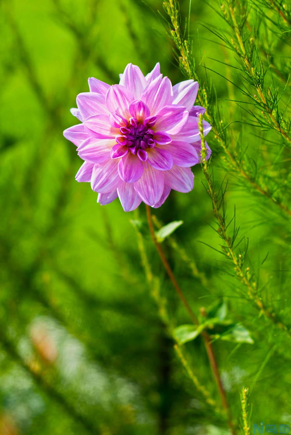 大丽花怎么播种？