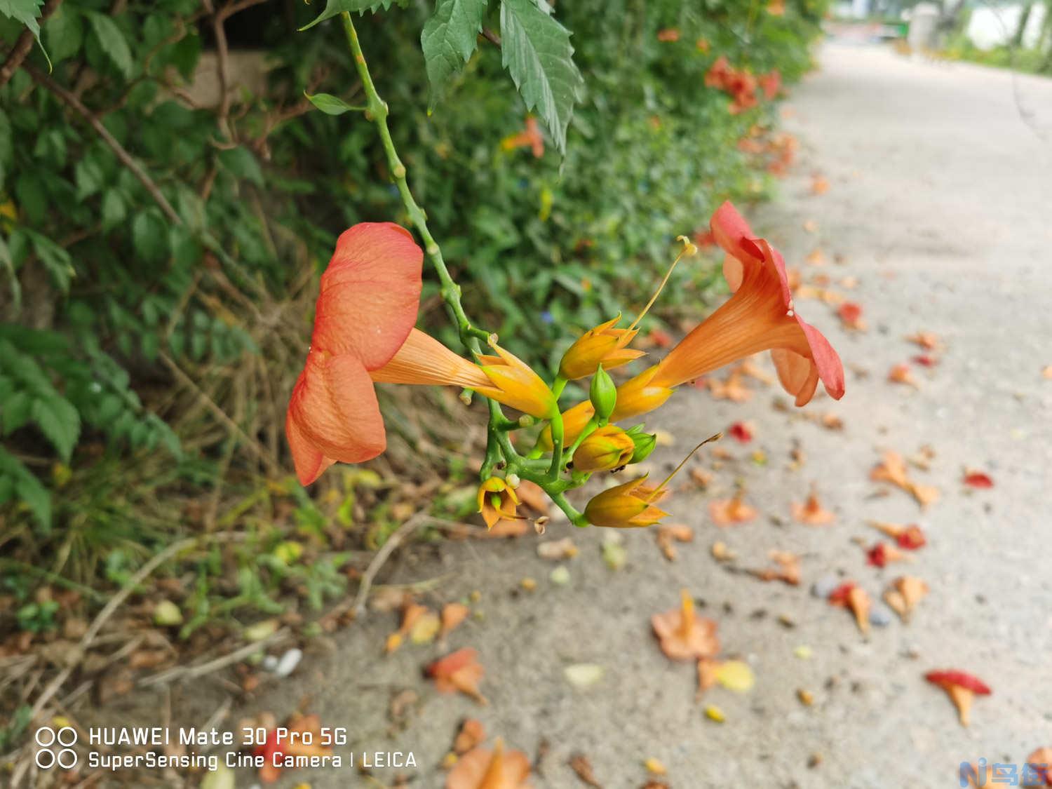 凌霄花怎么整形修剪？