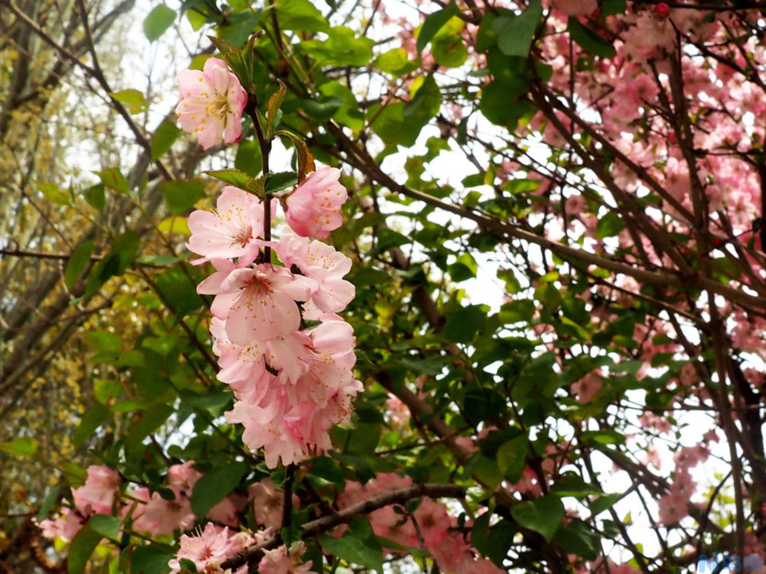 怎么让碧桃提早开花？