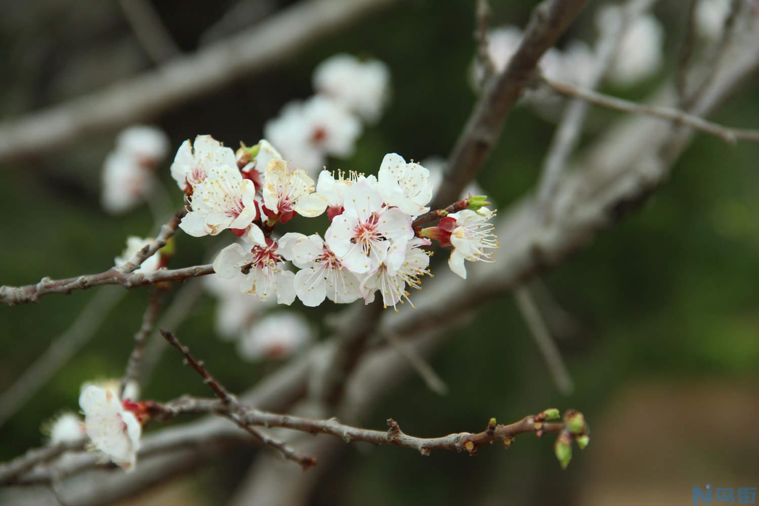 樱花怎么嫁接？