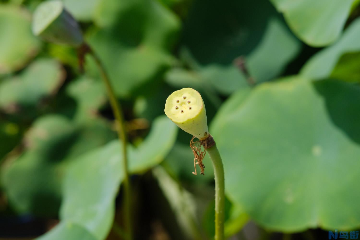 盆栽荷花什么时候翻盆？