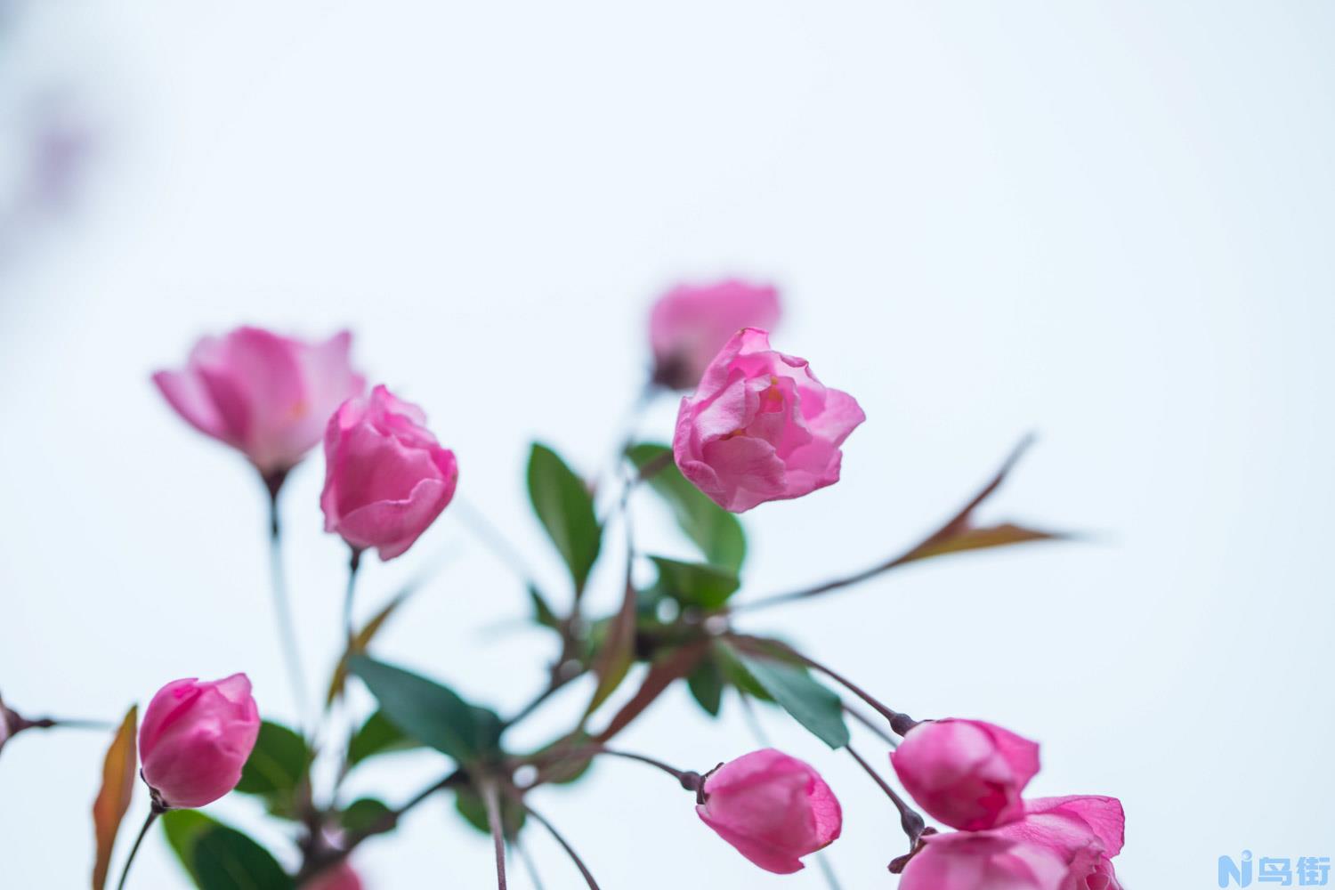 怎么让垂枝海棠二次开花？