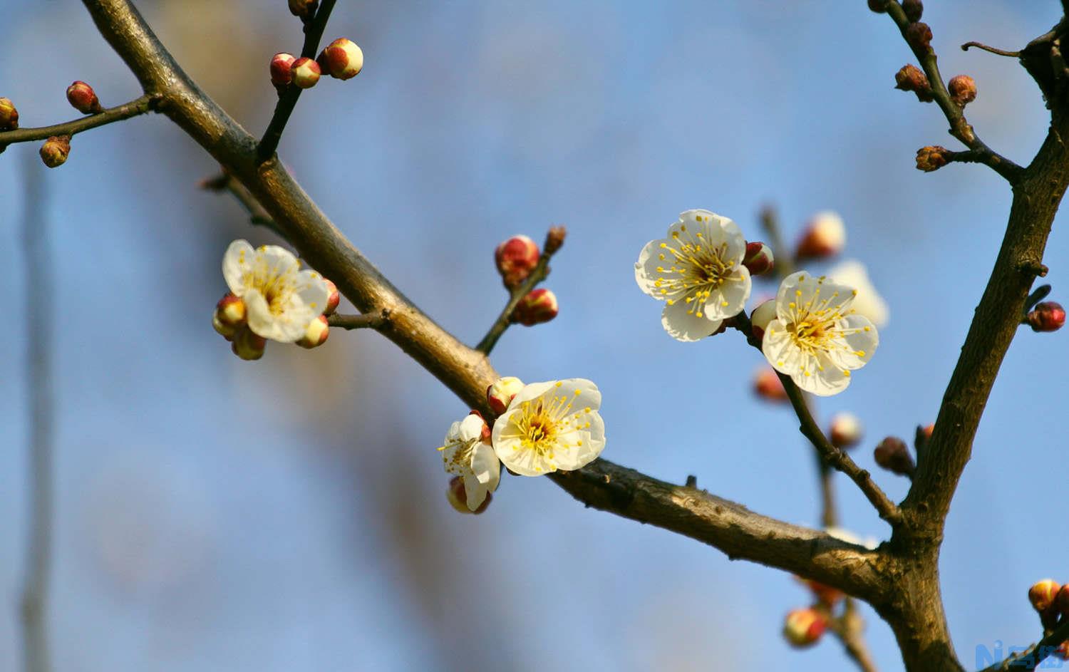 怎样让梅花春节开花？