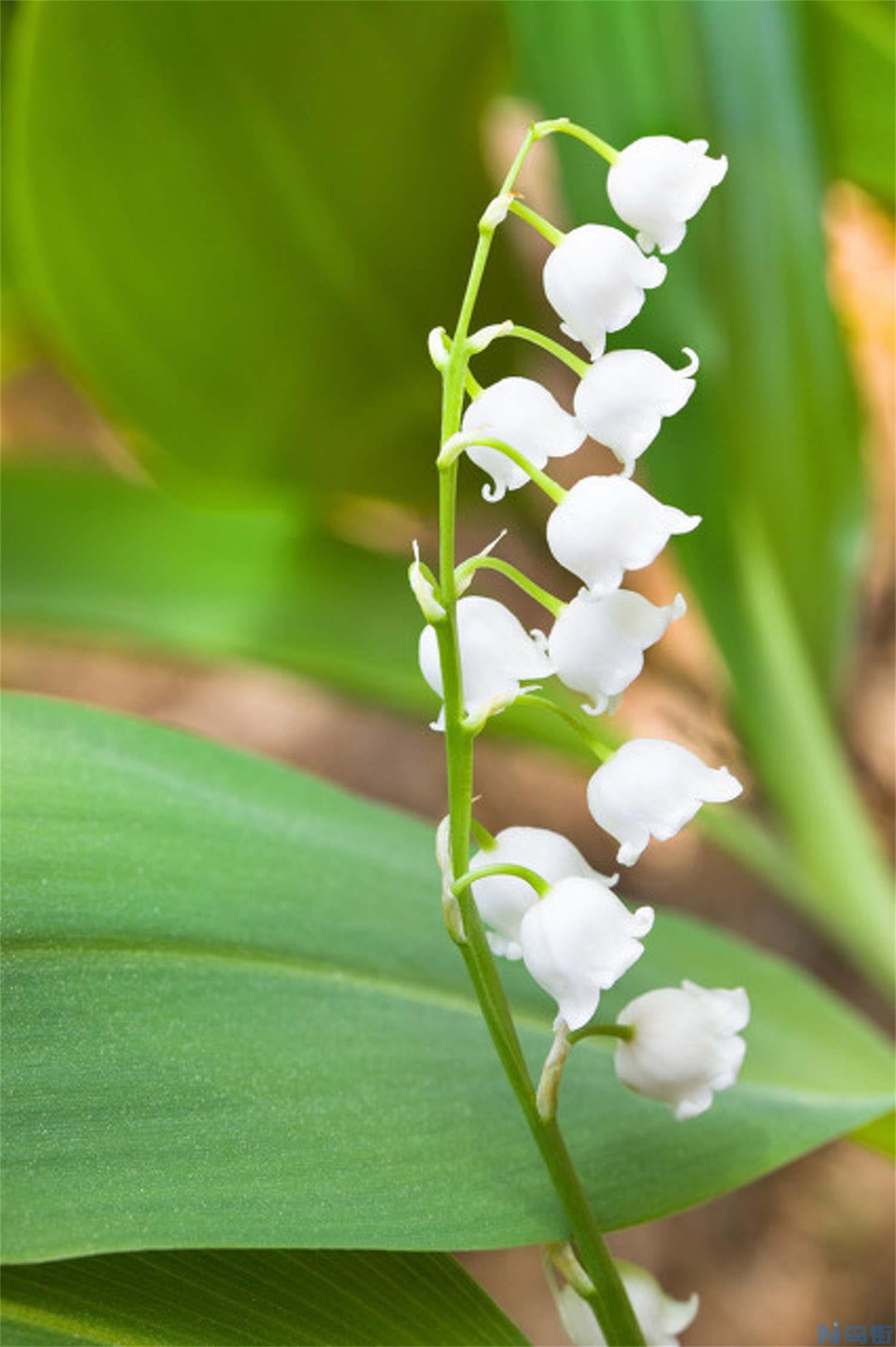 铃兰开花后怎么办？