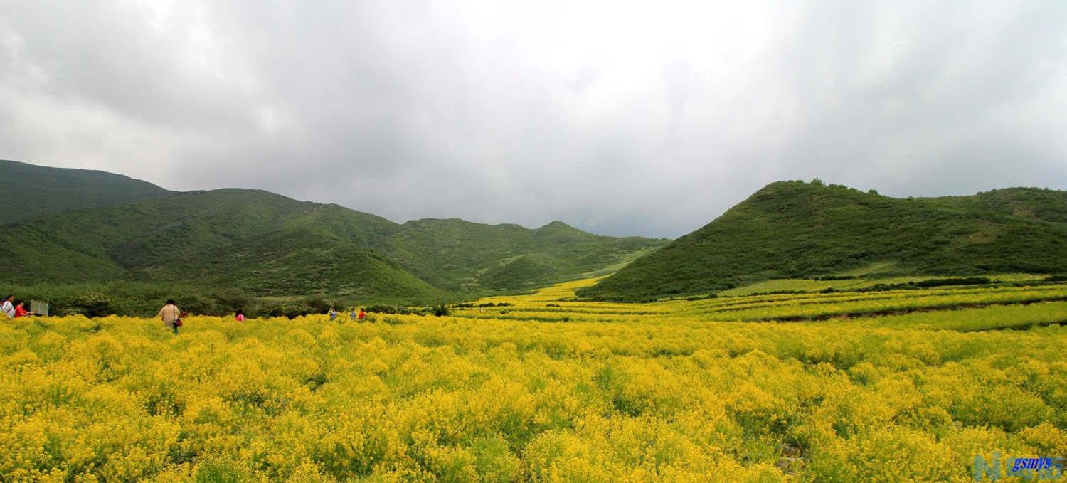 油菜花图片（形态特征和养护方法简介）