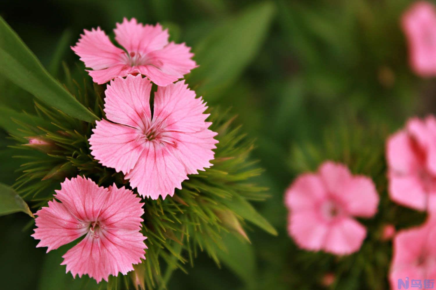 石竹开花怎么养护？