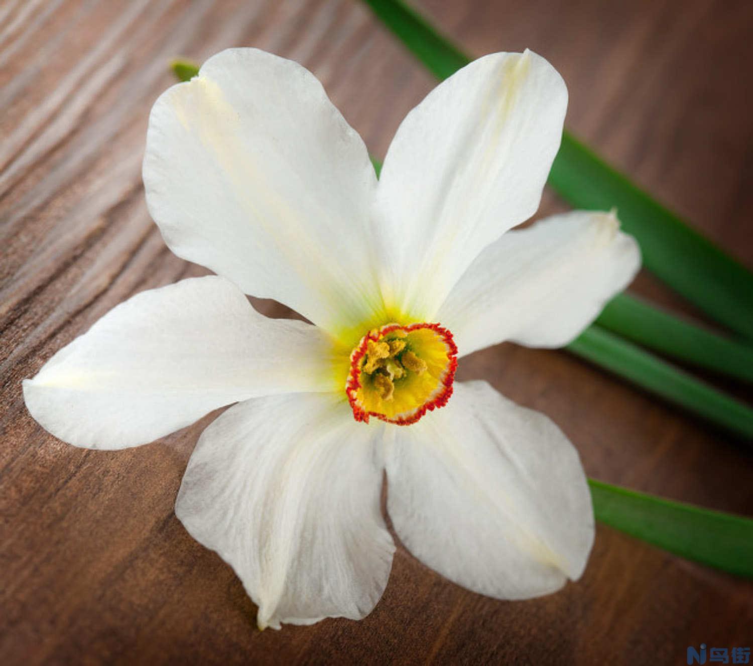 水仙花怎么催芽？