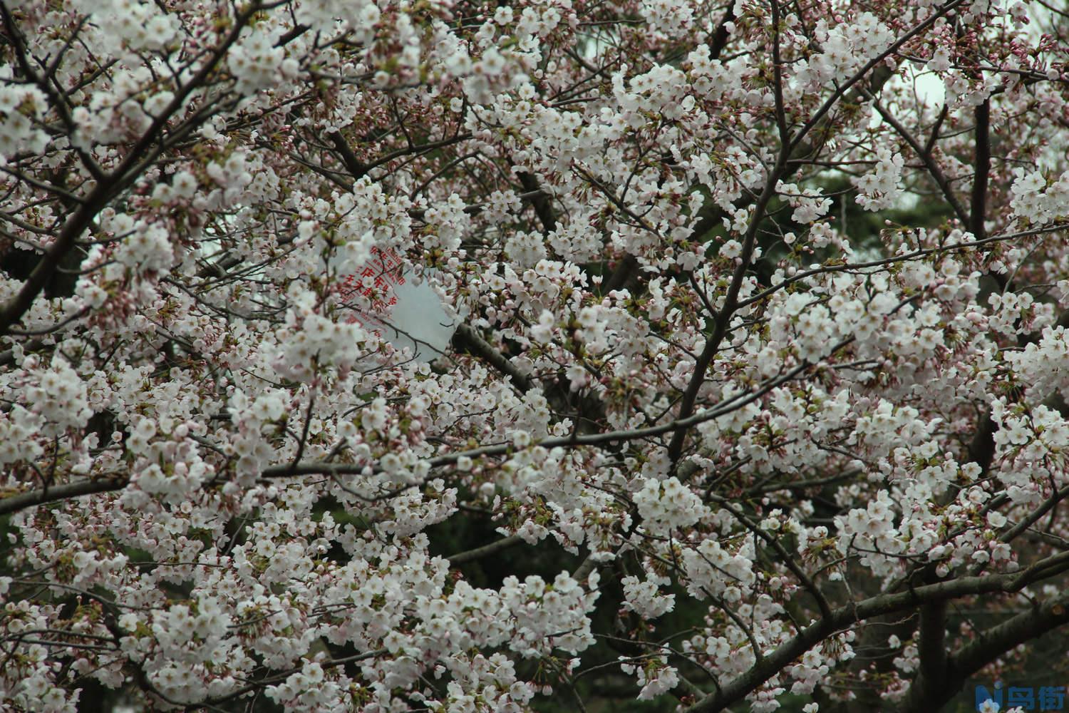 盆栽日本樱花怎么养？