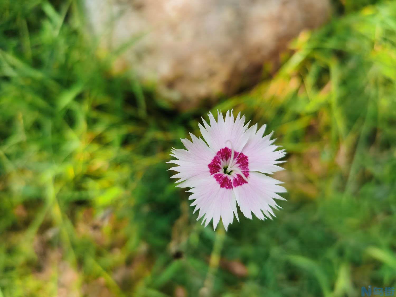 石竹开花前后怎么养护？