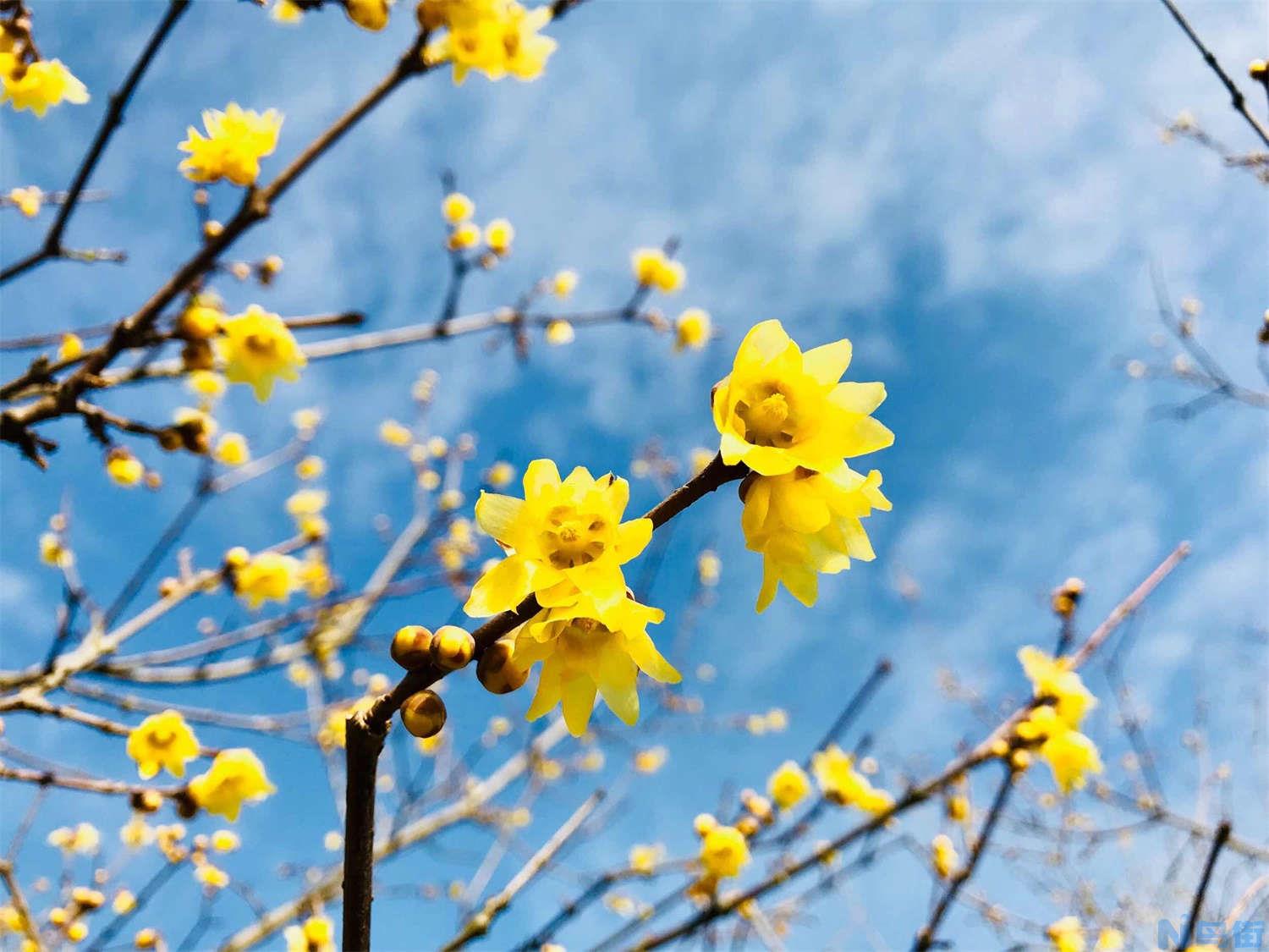 如何使腊梅在春节开花？